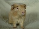 Lord von Heinz Lord von Heinz