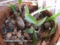 http://www.tusorquideas.com Las orquideas pueden experimentar enfermedades durante su desarrollo, si los bulbos de tu orquidea se infectan con hongos y bacterias debes hacer un trasplante inmediatamente para evitar que la enfermedad acabe con toda la orquidea. En Tusorquideas.com tienes la oportunidad de conseguir ahora mismo el paquete orquiplus para aprender a dividir y trasplantar tus orquideas sin peligro de que muera en el intento.