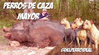 Top10 Razas Caninas Máximas para la caza mayor