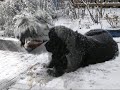 Dottie Dog - The big back dog of Altarnun
