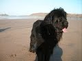 Dottie Dog - The big back dog of Altarnun