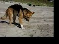 Three Legged Dog Jerry Digs the North Carolina Beach