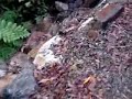 A double-video of the walk through...