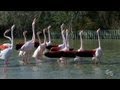 videos de Les flamants roses de Pont De Gau