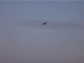 Ripmax Spitfire 600 Ripmax Spitfire 600