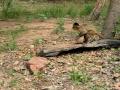 Monkeys cracking nuts 
