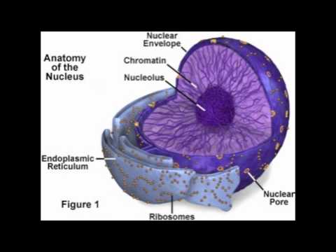 Nucleus, Nucleolus, Nuclear Membrane