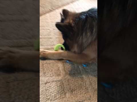 Gunnar playing with his sire.