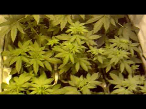 how to grow kc33