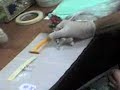 tatooo tatooo