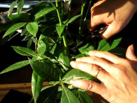 how to replant a money tree video
