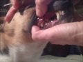 THE GOOD DOG Teeth Cleaning