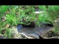 Pre bonsai stock-3