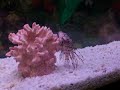 horn fish