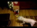 snoopy