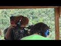French Toast shooting an MP 5 French Toast shooting an MP 5