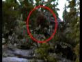 bigfoot-myth-or-reality.html