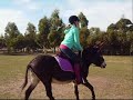 njika training for geelong show donkey race njika training for geelong show donkey race
