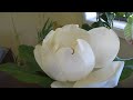 Magnolia Opening