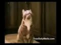 sprechende Tiere