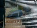 LoveBirds Fisher SansOoOn & ALoooLo (Part 1) طيور الحب سنسون وألولو