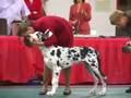 GDCA National Speciality - Zen