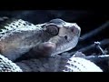 Sonoran Desert Rattle Snakes Sonoran Desert Rattle Snakes