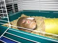 Guinea Pigs