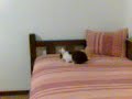 la mia coniglietta safura