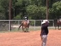 Horse Show 2 - English