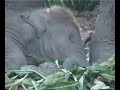 The Voiceless