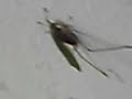 vaginal-childbirth-birth-3d-video-animation.html
