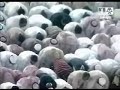Sheikh Abdullah Juhanynee+ Sheikh Saleh Abu Taleb