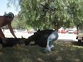 Click here to watch this video AQUILES MORDIDA CON MANGA OCULTA , K-9 TOP TRAINING 2588-6507.