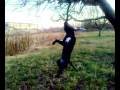 my little pit bull terrier gameness cold frio perro perros pitbull little pet sbrana albero mangia salta morde lotta figth versus a tree destrzando albor 08122008019.mp4