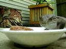 Eating some catfood
