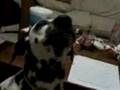 Peanut butter + Dalmatian = Hillarious