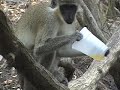 Drunk Monkeys at Turtle Beach Drunk Monkeys at Turtle Beach