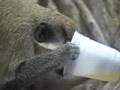 Drunk-Monkeys-at-Tur