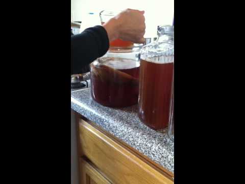 how to harvest kombucha