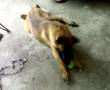 Pastor Belga Malinois video