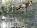 Swallow On Pond Animation Test Swallow On Pond Animation Test