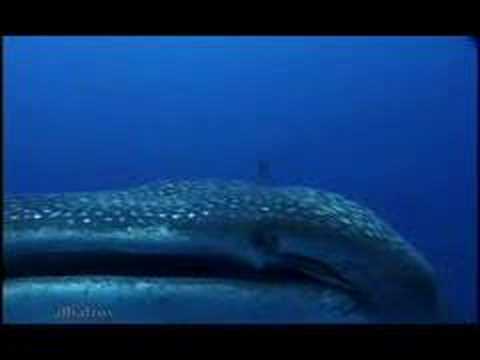 ballena