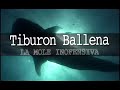 Whale Shark, Tiburon Ballena