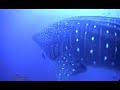 Whale Shark, Tiburon Ballena