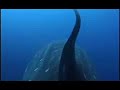 Whale Shark, Tiburon Ballena