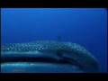 Whale Shark, Tiburon Ballena