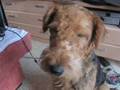 Airedale Terrier video