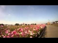 2011.10.16コスモスふれあいロード2
