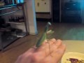 Praying Mantis looking around.MP4